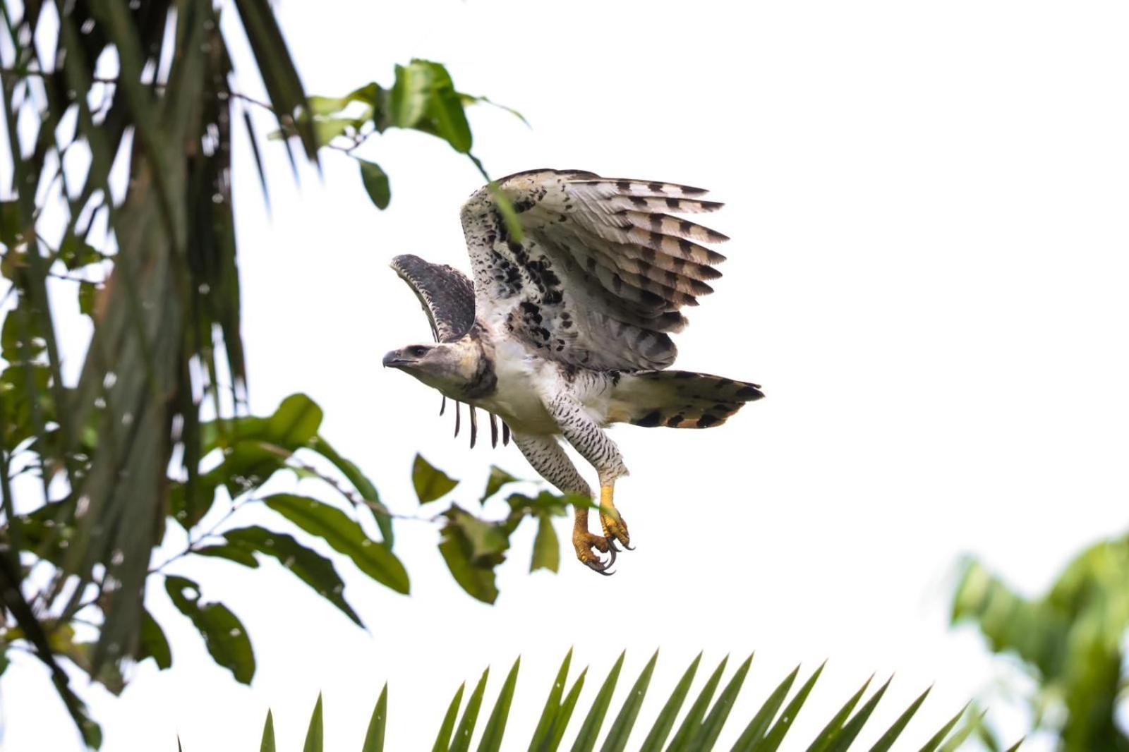 Pousada Paraiso Do Calango Azul Presidente Figueiredo Exteriér fotografie