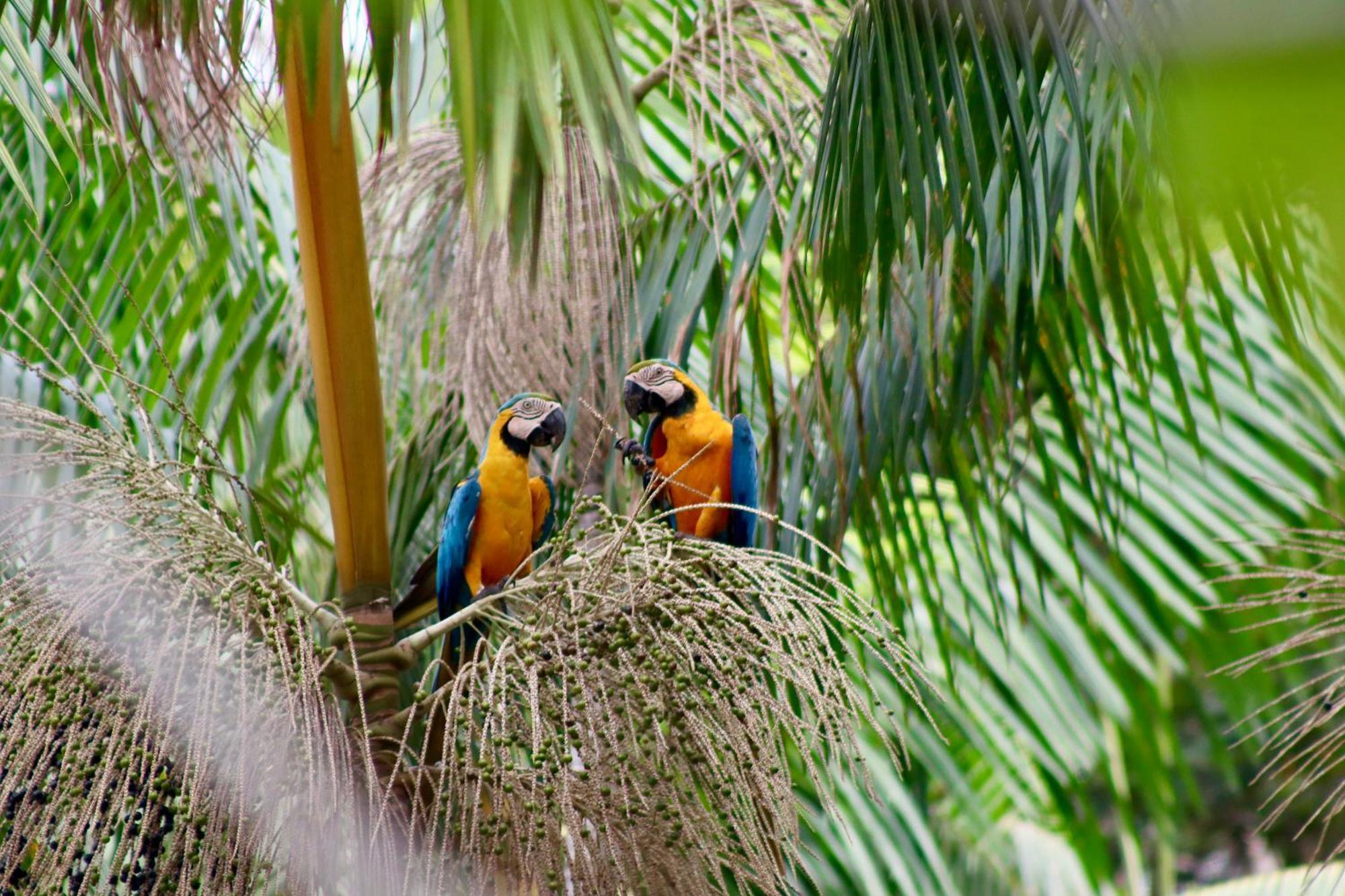Pousada Paraiso Do Calango Azul Presidente Figueiredo Exteriér fotografie