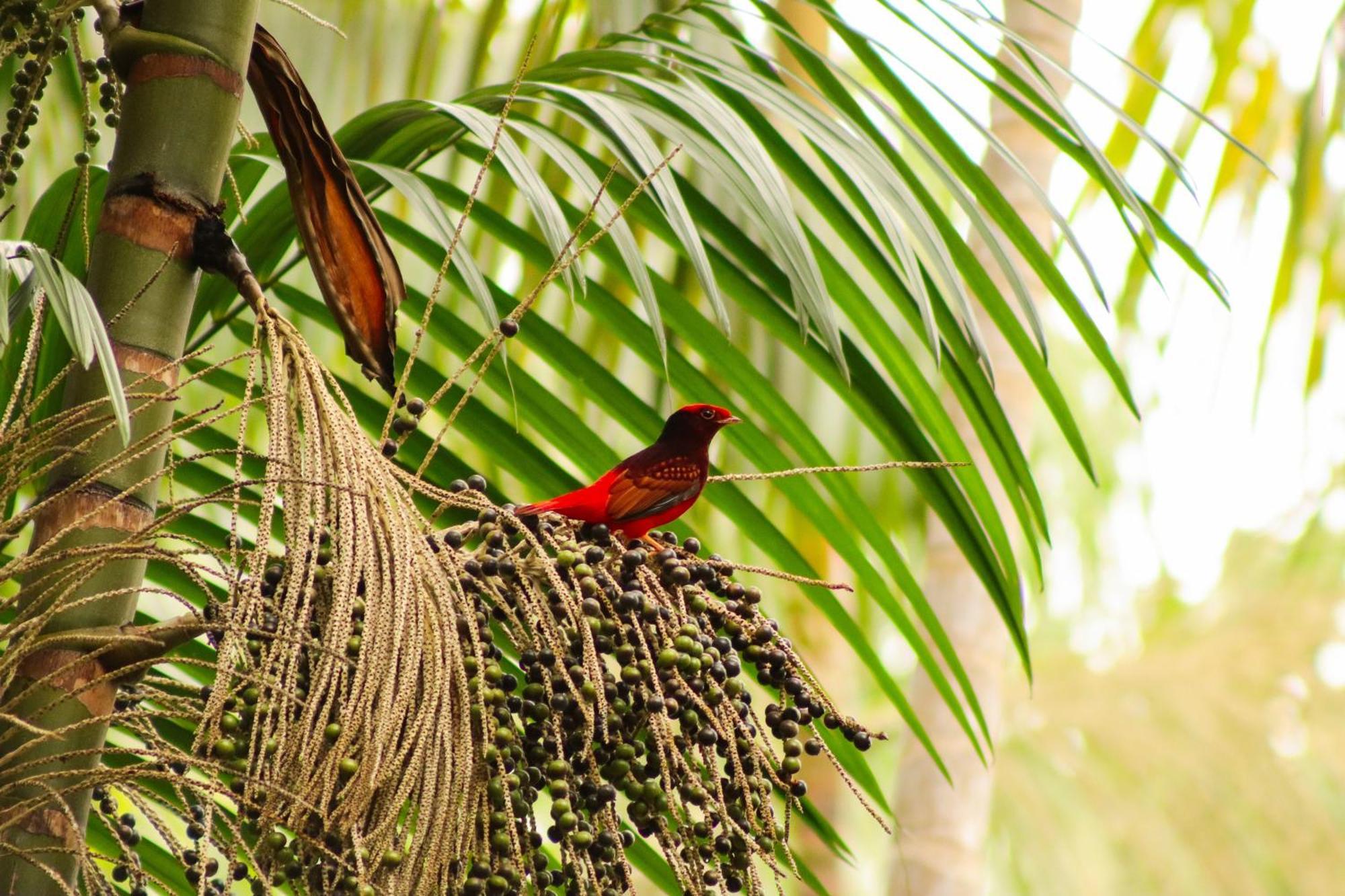 Pousada Paraiso Do Calango Azul Presidente Figueiredo Exteriér fotografie