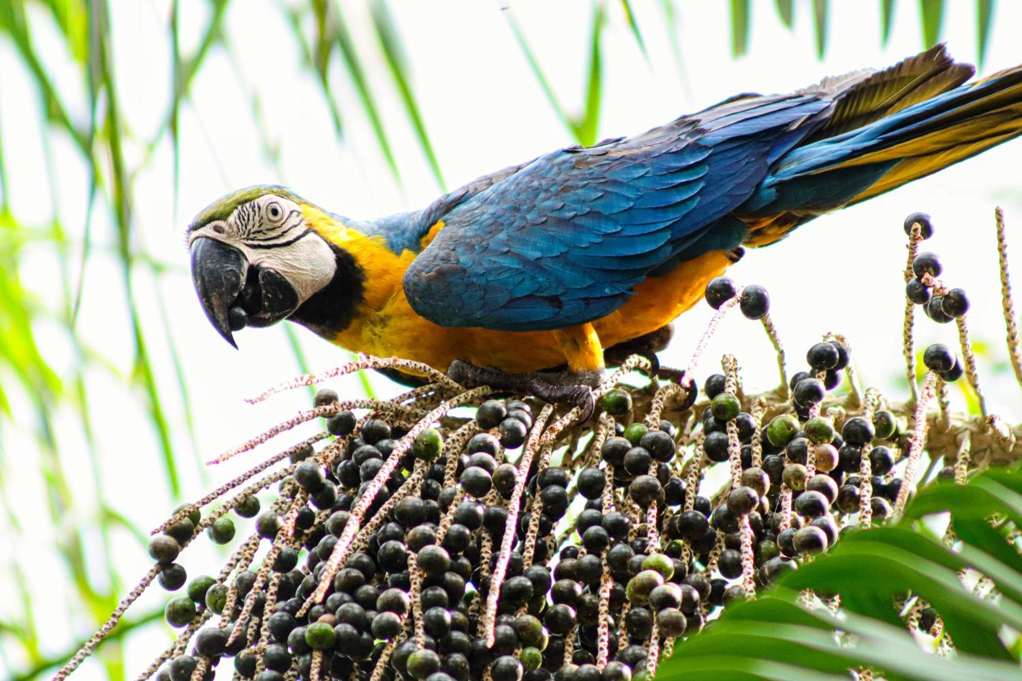 Pousada Paraiso Do Calango Azul Presidente Figueiredo Exteriér fotografie