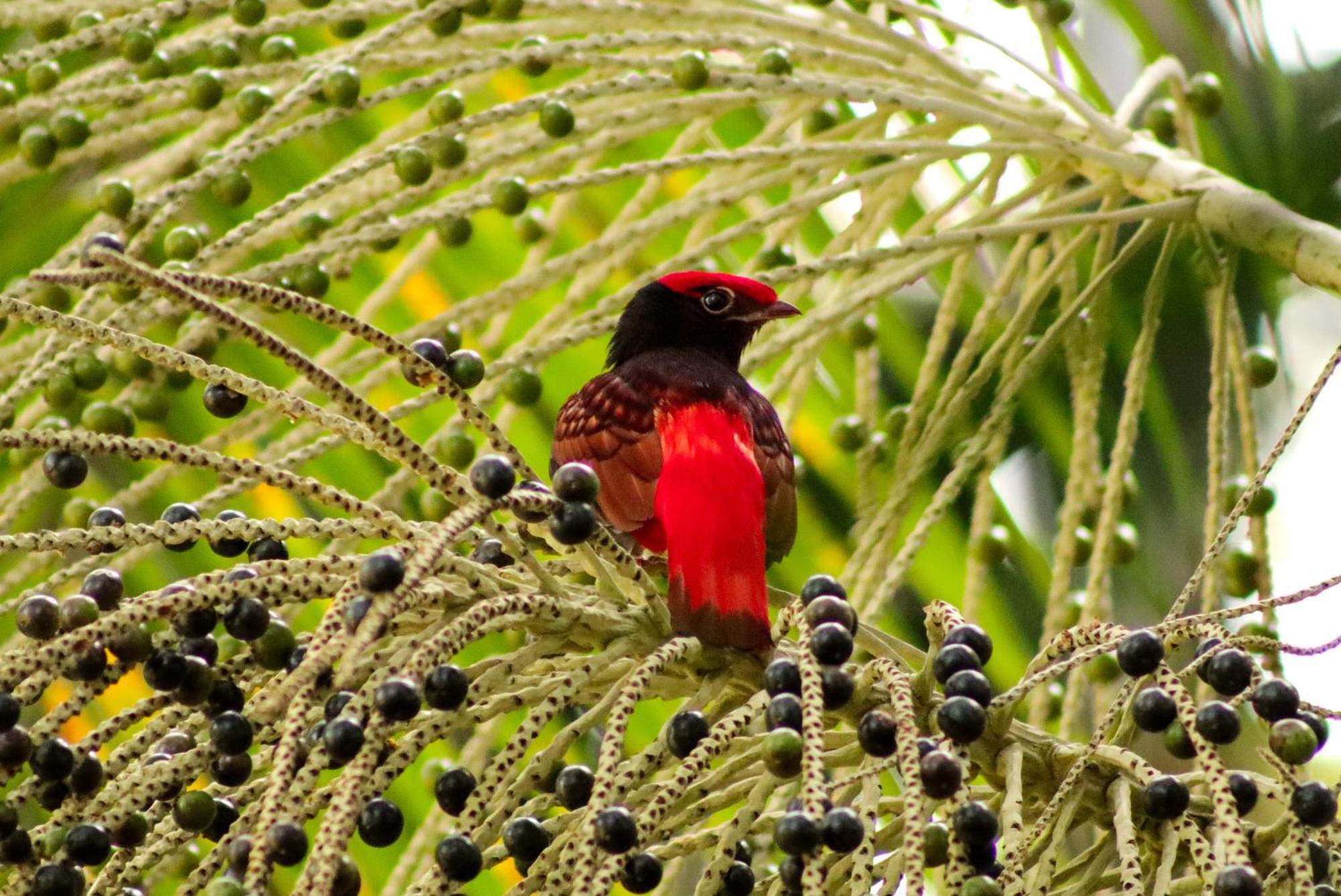 Pousada Paraiso Do Calango Azul Presidente Figueiredo Exteriér fotografie